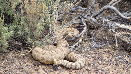 Crossing paths with a friendly rattler 